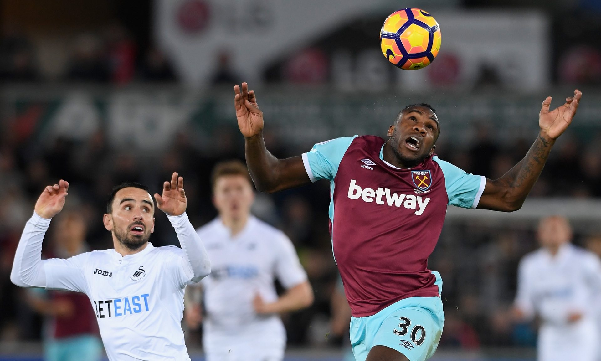 和成熟的比 和成熟的比